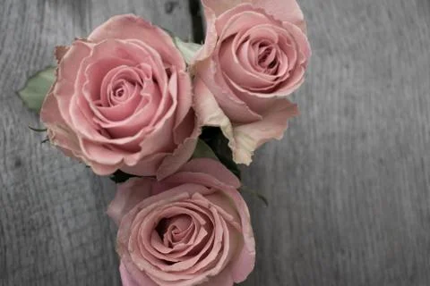 Three pink roses in a rustic background. Vintage backround Stock Photos