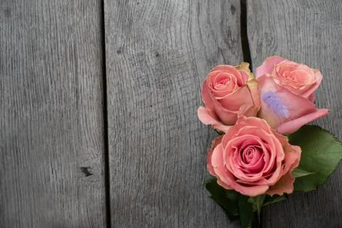 Three pink roses in a rustic background. Roses on a gray wooden background Stock Photos