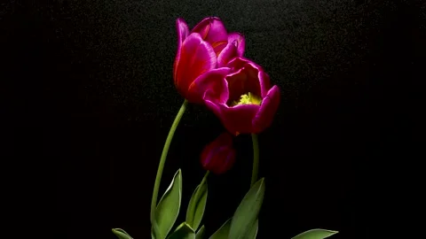 Three pink tulips. 스톡 동영상 261266345