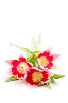 Three pink tulips Stock Photos