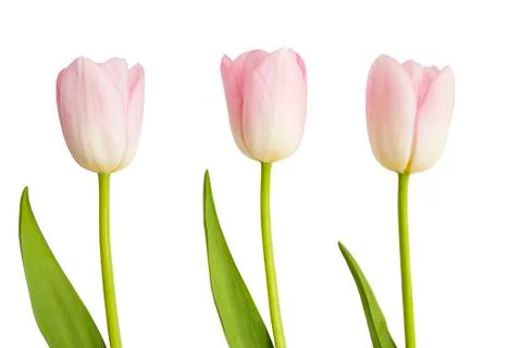 Three pink Tulips Stock Photos