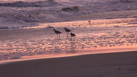 Three pipers Stock Footage 71744135