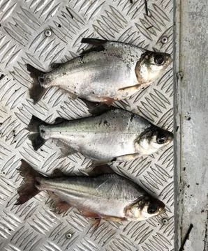 Three piranha fish Stock Photos