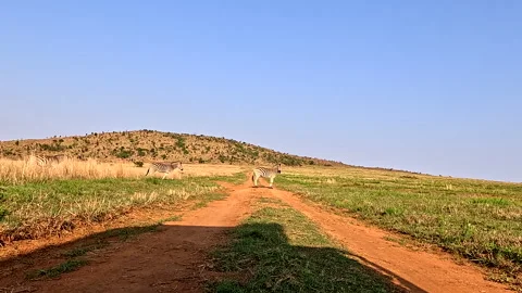 Three Plains zebra cross dirt double track on reserve, POV with truck shadow Stock Footage 321939719