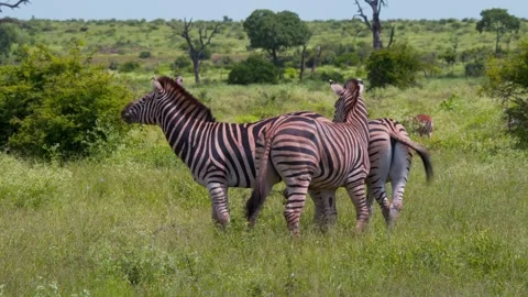 Three plains zebras grazing and neighing in green grassy savanna. Stock Footage 243281575