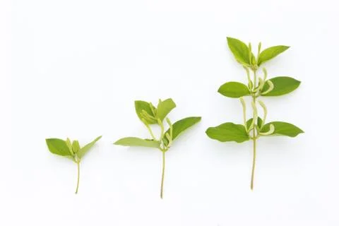 Three plants Stock Photos