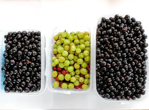 Three plastic boxes full of black currant and gooseberries Stock Photos