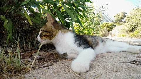 Three-plated cat looks into the camera, lies on the sand. Stock Footage 99512160