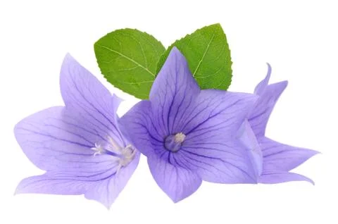 Three Platycodon grandiflorus Stock Photos