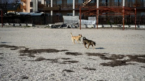 Three playful dogs run after each other along the sea beach Stock Footage 106263447