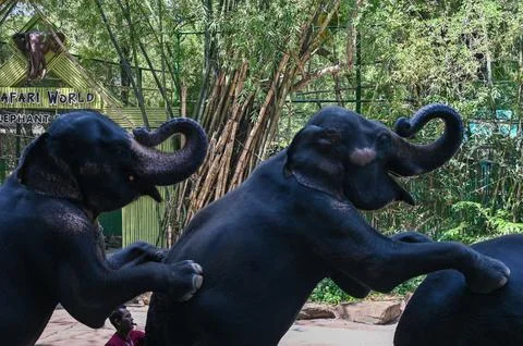 Three Playful Elephants in a Forest. Stock Photos