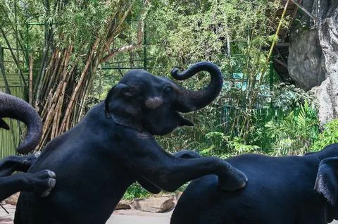 Three Playful Elephants in a Forest. Stock Photos