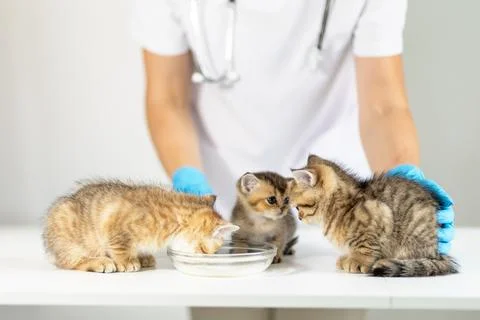 Three playful kittens explore a dish of milk while a caregiver watches Stock Photos