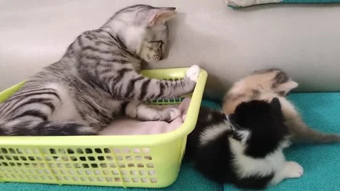 Three Playful Kittens Playing Around Yellow Basket | Cute Cat Family Footage Stock Footage 285478966