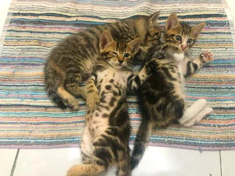 Three playful tabby kittens lying on a colorful striped rug Fotos de archivo