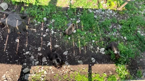 Three playful young bears Stock Footage 246961808