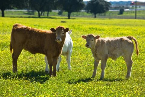 Three playmates Stock Photos