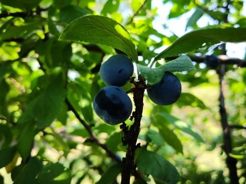 Three plums between tree branches Stock Photos