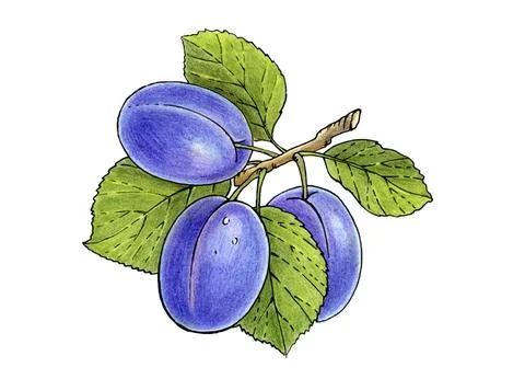 Three plums on a branch with leaves isolated on white Stock Illustration