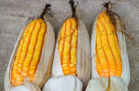 Three pods of dried corn Stock Photos
