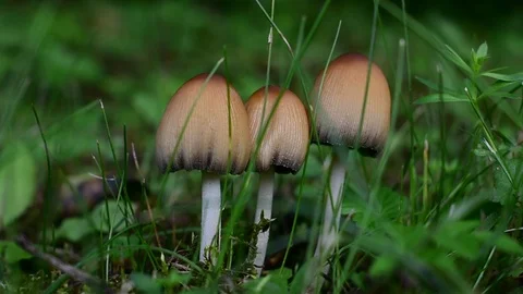Three poisonous mushrooms Stock Footage 116984880