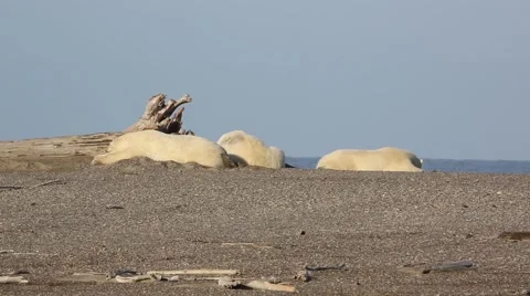 Three polar bear lounging on beach Stock Footage 47005772