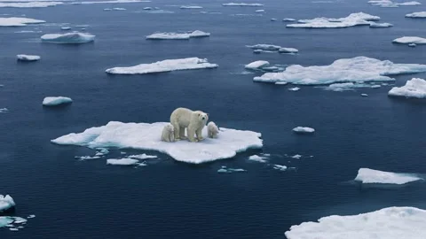 Three polar bears are walking on melting the Arctic sea. Stock Footage