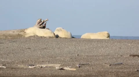 Three polar bears on beach BI0A7888.mp4 Stock Footage 47005774