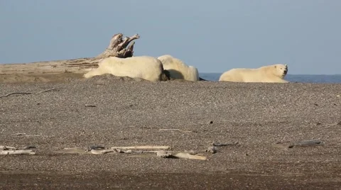 Three polar bears on beach sniffing air Stock Footage 47005787