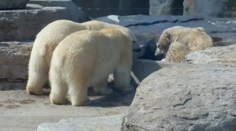 Three polar bears Stock Footage 509333