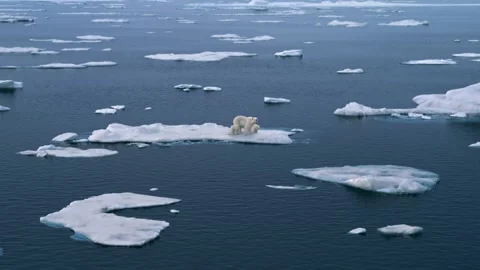 Three polar bears walking on the Arctic sea ice, glacier melting Stock Footage