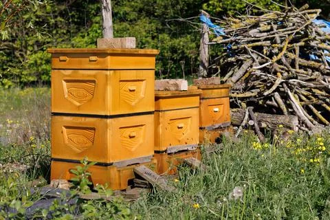 Three polystyrene foam hives with bees on the edge of the forest. Stock Photos