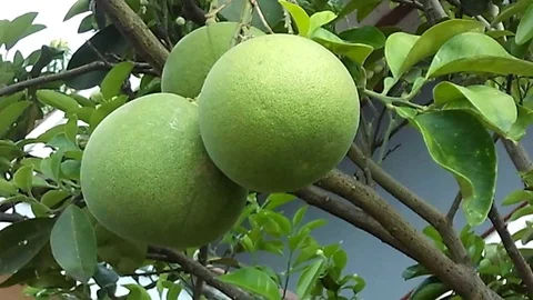 Three pomello fruit hanging on the tree Video stock 120771440