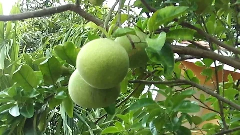 Three pomelo fruit hanging on the tree waved by the wind Stock Footage 122146150