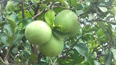 Three pomelo fruit on the tree on the garden Stock Footage 122562877
