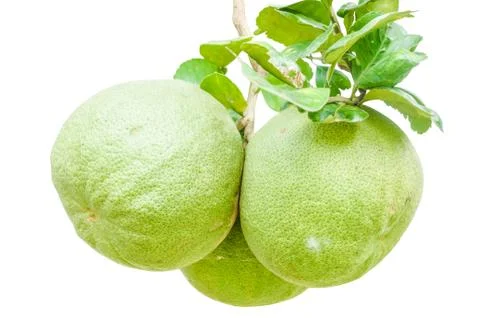 Three pomelo isolated white background. Stock Photos