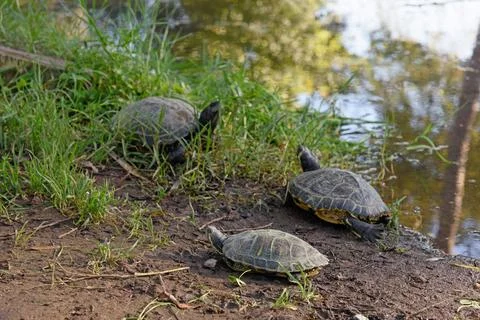 Three pond turtles resting on a muddy shore next to a lake surrounded by gr.. 写真素材