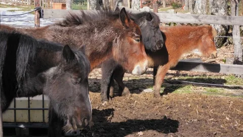 Three ponies and a mule sleeping on a sunny winter day. Stock-Footage 151630236