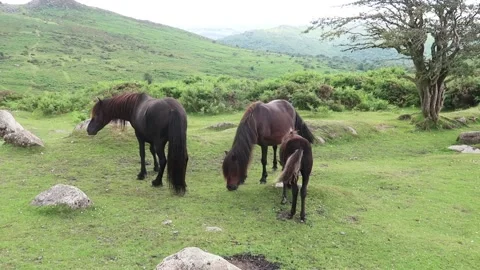 Three Ponies on Dartmoor Stock Footage