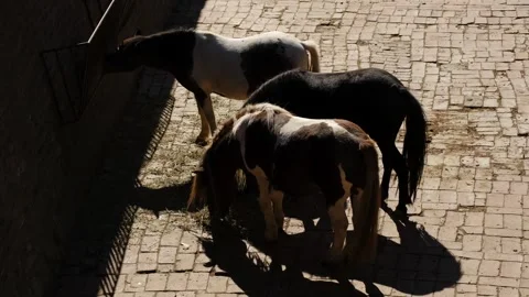 Three ponies eating hay on a paved ground in an outdoor enclosure. Concept of Stock Footage 325794437