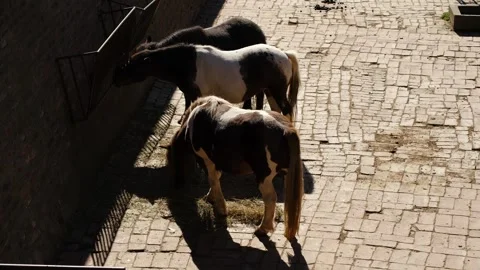 Three ponies eating hay on a paved ground in an outdoor enclosure. Concept of Stock Footage 325794439