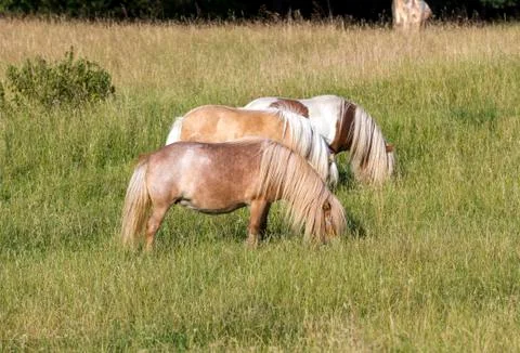 Three ponies on the meadow Stock Photos