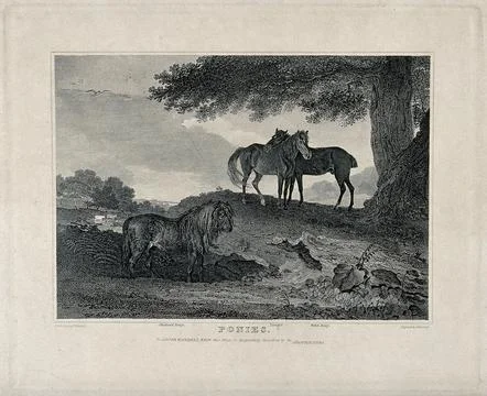 Three ponies standing in a field under an oak tree. Etching by J. Scott aft.. Stock Illustration