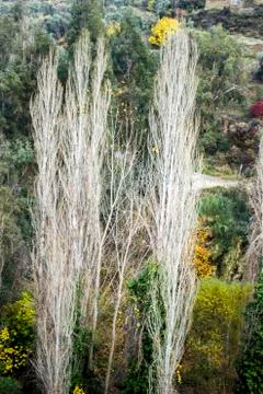 Three poplar tree on the hill Stock Photos