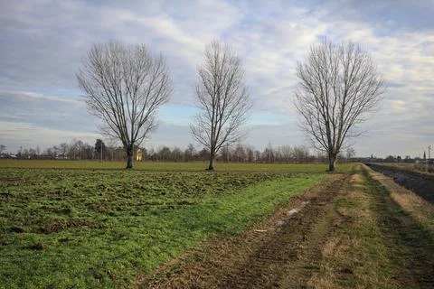 Three poplars in a grass field Stock Photos