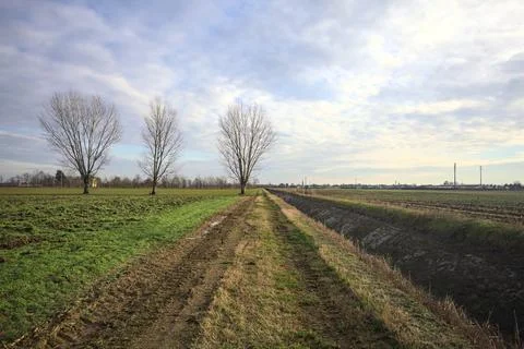 Three poplars in a grass field Stock Photos