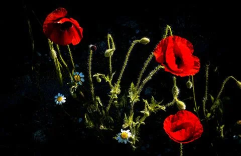 Three poppies on black background. Copy space. Stock Photos