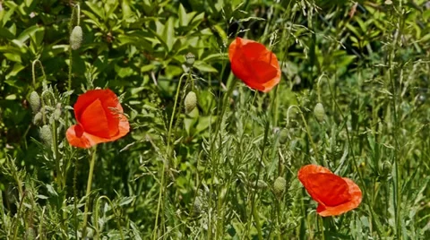 Three poppies Stock Footage 38994016