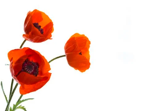 Three poppy Stock Photos