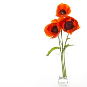 Three poppy Stock Photos
